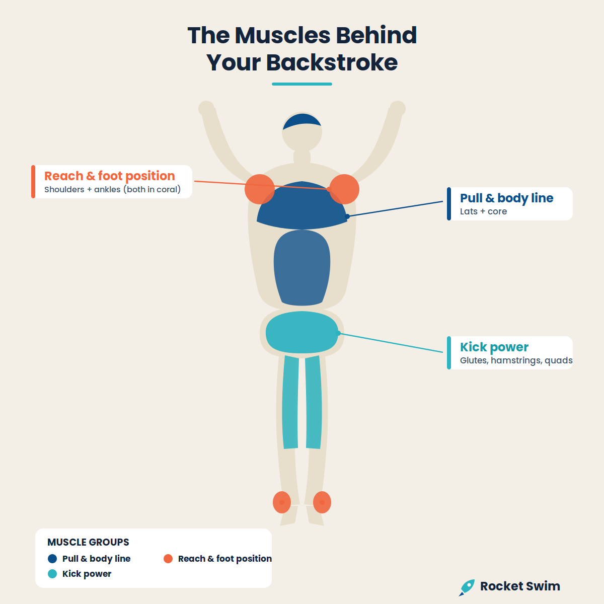 Muscles used in backstroke